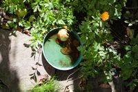 Garten_homepage10